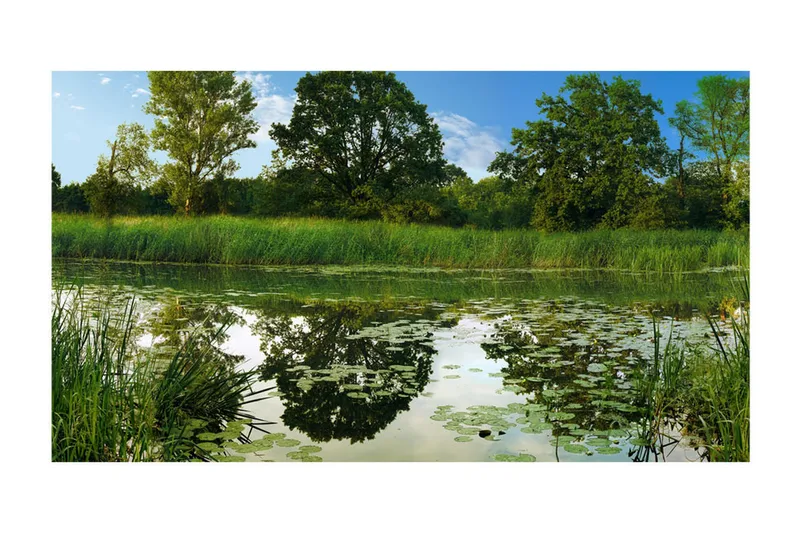 Fototapet XXL The Magic Pond II 600x280 - Artgeist sp. z o. o. - Inredning & dekor - Väggdekor - Tapeter & tapettillbehör - Fototapeter
