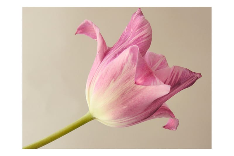 FOTOTAPET Pink Tulip 350x270 - Artgeist sp. z o. o. - Inredning & dekor - Väggdekor - Tapeter & tapettillbehör - Fototapeter