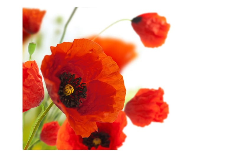 Fototapet Poppies On The Wihite Background 250x193 - Artgeist sp. z o. o. - Inredning & dekor - Väggdekor - Tapeter & tapettillbehör - Fototapeter