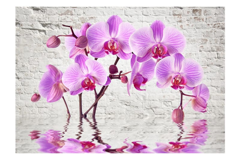 FOTOTAPET Purple Delight 350x245 - Artgeist sp. z o. o. - Inredning & dekor - Väggdekor - Tapeter & tapettillbehör - Fototapeter