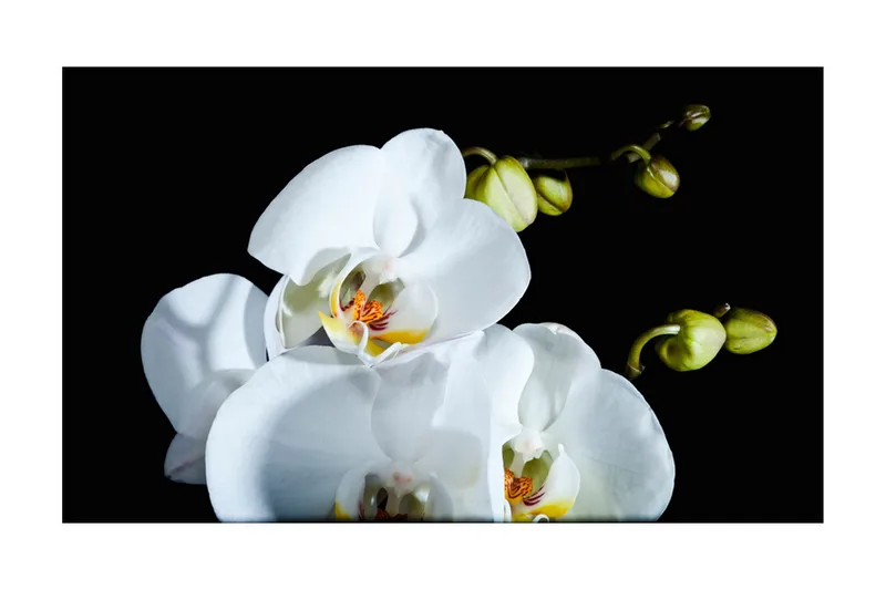 Fototapet Phalaenopsis 450x270 - Artgeist sp. z o. o. - Inredning & dekor - Väggdekor - Tapeter & tapettillbehör - Fototapeter