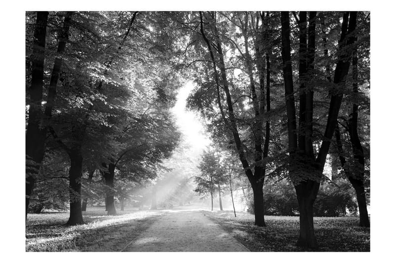 Fototapet Path Of Memories 100x70 - Artgeist sp. z o. o. - Inredning & dekor - Väggdekor - Tapeter & tapettillbehör - Fototapeter