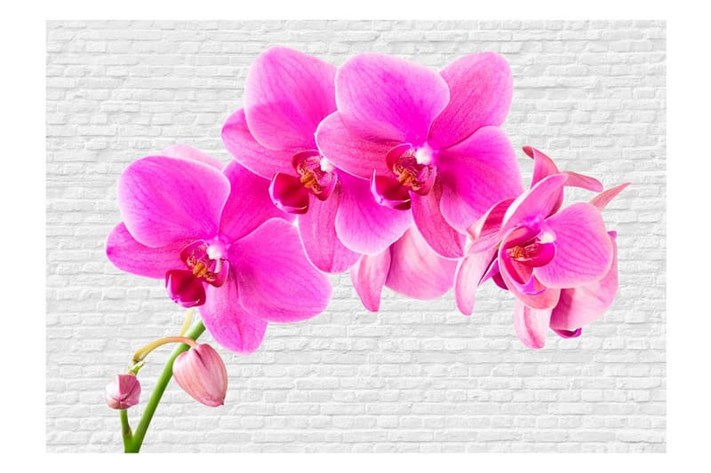 Fototapet Pink Excitation 300x210 - Artgeist sp. z o. o. - Inredning & dekor - Väggdekor - Tapeter & tapettillbehör - Fototapeter