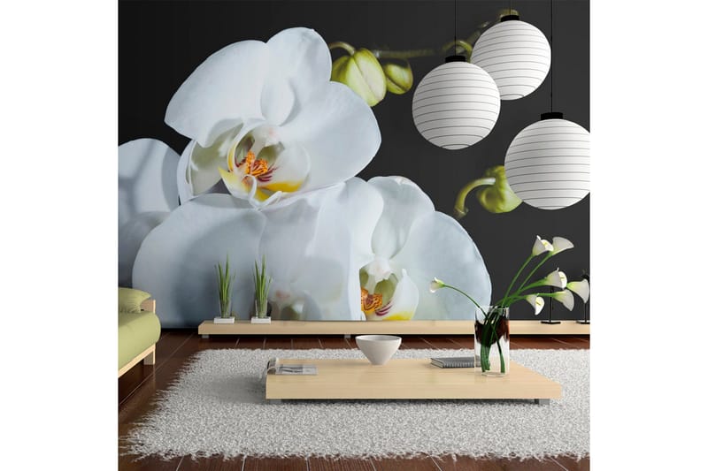 Fototapet Phalaenopsis 450x270, Artgeist sp. z o. o.