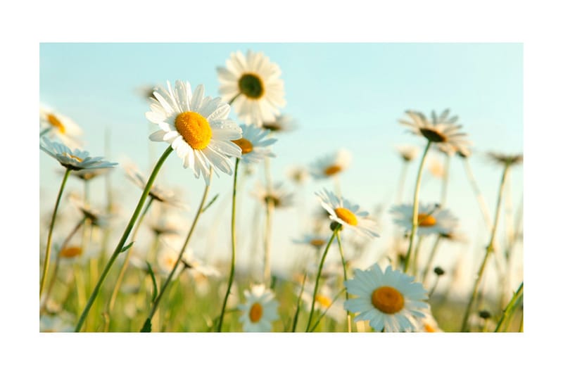 Fototapet Prästkragar Spring Äng 450x270 - Artgeist sp. z o. o. - Inredning & dekor - Väggdekor - Tapeter & tapettillbehör - Fototapeter