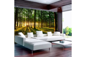 Fototapet Spring Morning In The Forest 400x280 - Artgeist sp. z o. o. - Inredning & dekor - Väggdekor - Tapeter & tapettillbehör - Fototapeter