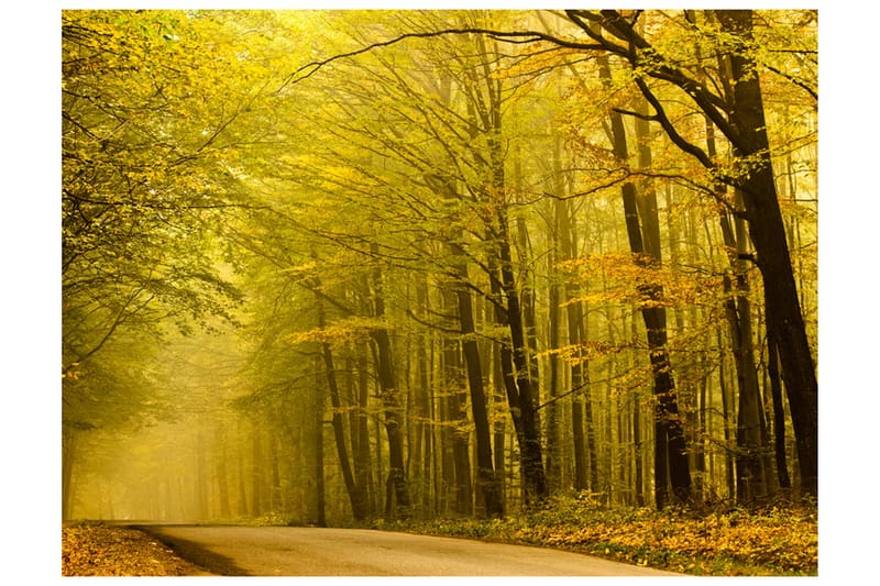 Fototapet Väg Höst Skogen 350x270, Artgeist sp. z o. o.