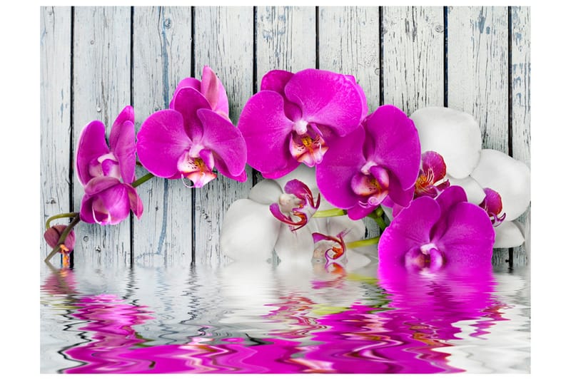 Fototapet Violet Orchids With Water Reflexion 200x154, Artgeist sp. z o. o.
