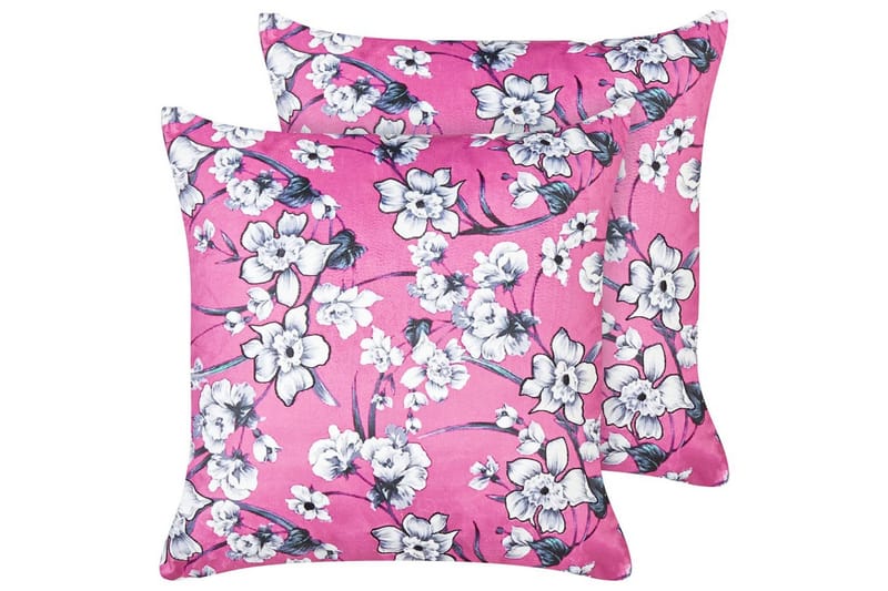 Prydnadskuddar Koeleria set om 2