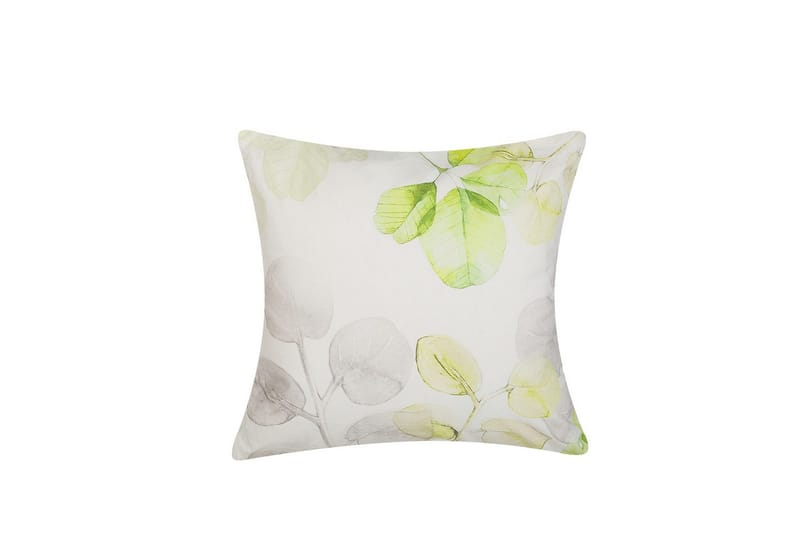 Prydnadskuddar Peperomia