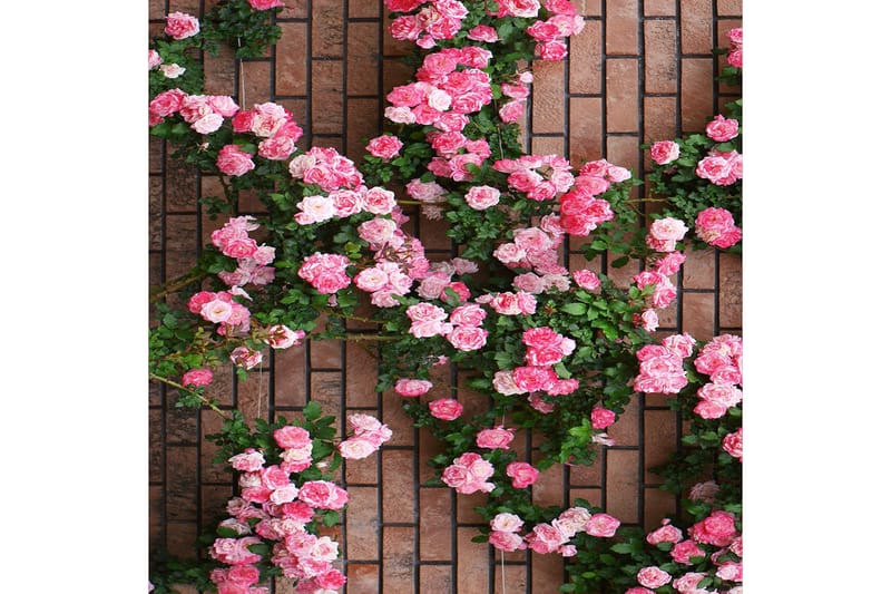 Homefesto Matta 80x120 cm - Multifärgad - Textilier & mattor - Mattor - Orientaliska mattor - Persisk matta