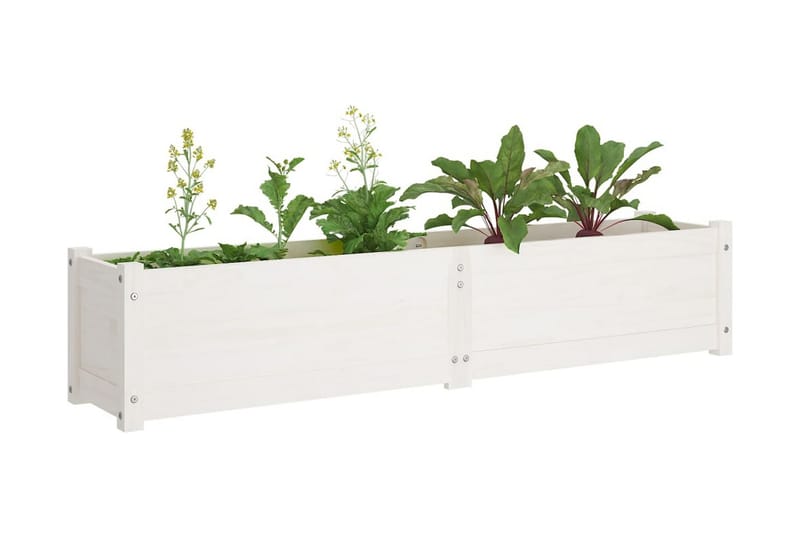 Odlingslåda upphöjd 150x31x31 cm massiv furu vit - Blomlåda - Övriga trädgårdstillbehör