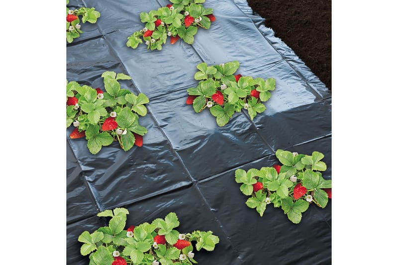 Nature Markduk för jordgubbar 1,4x20 m 6030231 - Svart - Övriga trädgårdstillbehör