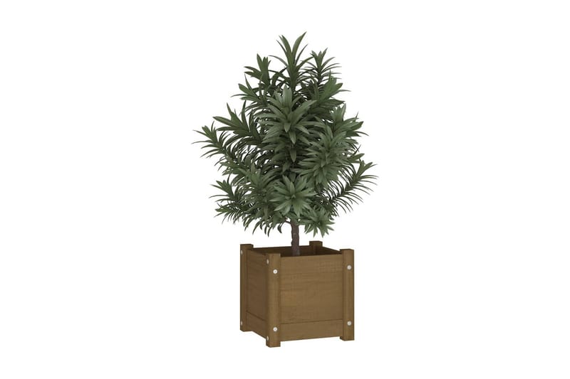 Odlingslåda honungsbrun 31x31x31 cm massiv furu - Honung - Utemöbler - Övrigt utemöbler - Tillbehör - Övriga trädgårdstillbehör