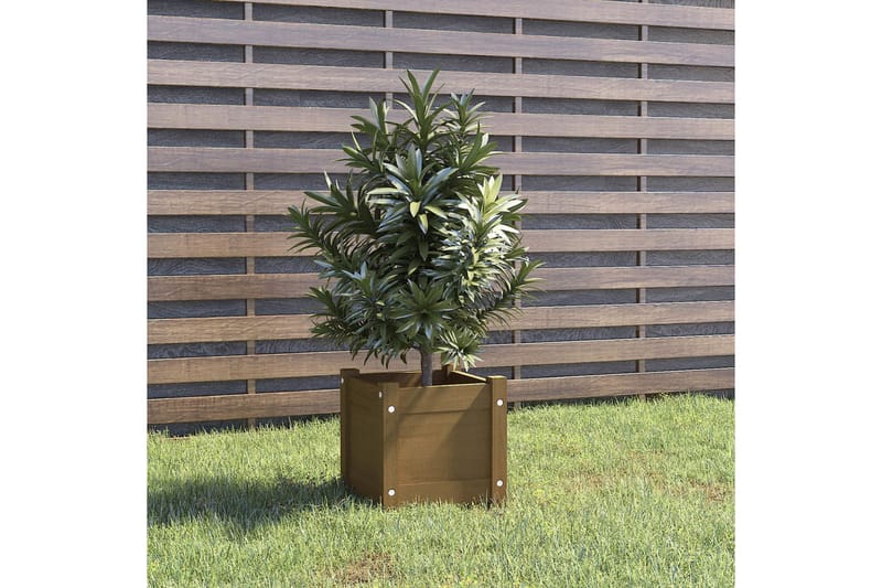 Odlingslåda honungsbrun 31x31x31 cm massiv furu - Honung - Utemöbler - Övrigt utemöbler - Tillbehör - Övriga trädgårdstillbehör