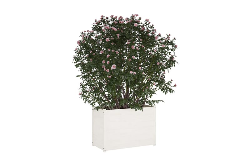 Odlingslåda vit 100x50x70 cm massiv furu - Vit - Övriga trädgårdstillbehör - Blomlåda