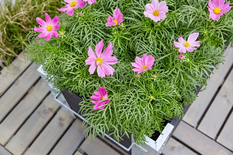 PLUS Cubic Blomlådor med Hjul 120x45 cm - Utemöbler - Övrigt utemöbler - Tillbehör - Övriga trädgårdstillbehör