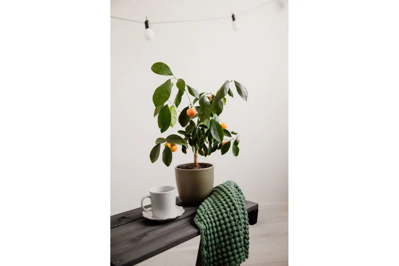 Utebord EcoFurn Granny Furu Oljad Svart - Svart - Utemöbler - Trädgårdsbord & Utebord - Sidobord utomhus