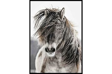 Fotografiska posters